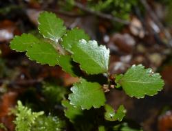 Lophozonia menziesii: seedling.
 Image: K.A. Ford © Landcare Research 2015 CC BY 3.0 NZ